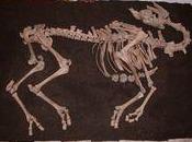 cammello viennese...