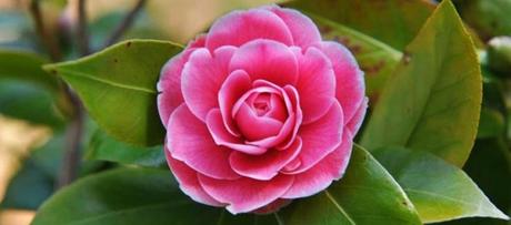 camelia del Giappone