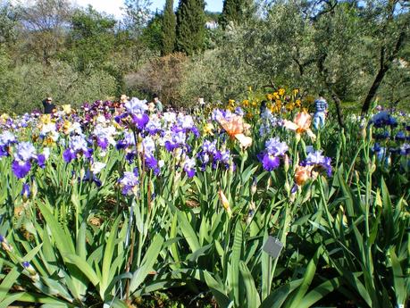 IN PRIMAVERA, IL GIARDINO DELL'IRIS DI FIRENZE E' UNA TAPPA DA NON PERDERSI