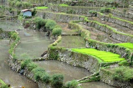 Filippine: la fiaba di Batad e delle sue terrazze di riso