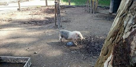 Lo zoo di Napoli si popola di nuovi nati! Teneri cuccioli a Fuorigrotta