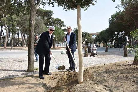 albero capannina forte dei marmi