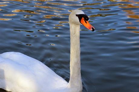 Swan