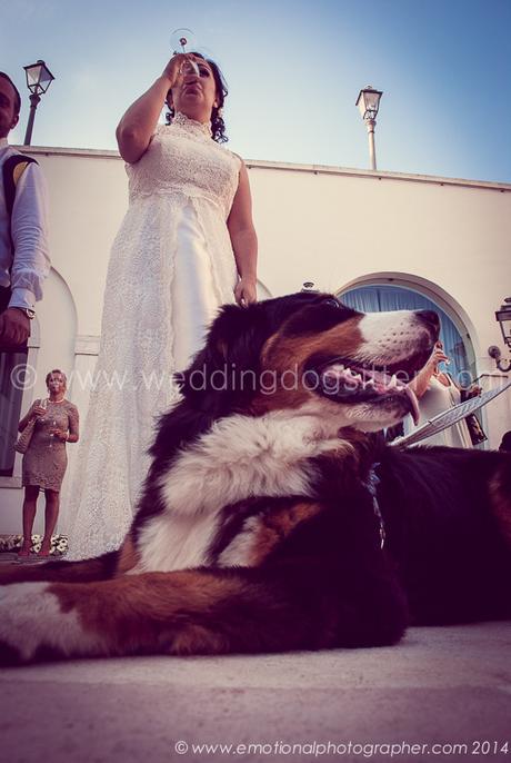 Location per matrimoni che accettano cani