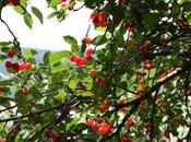 ciliegie Marano distrutte rifiuti