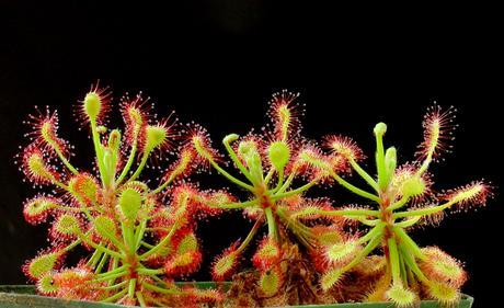 In forma per l’estate Drosera_madagascariensis_ne