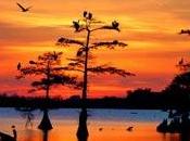 louisiana torrido blues