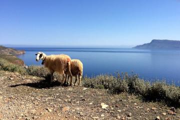 L’isola di Egina: mare e natura in un’altra Grecia