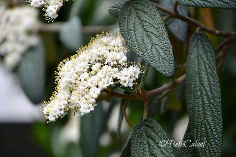 #fioridivenerdì – – – – – – l’Hanami mio