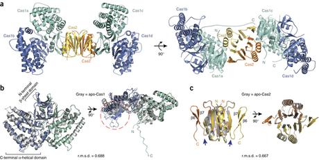 Come fanno i batteri a rubare informazioni genetiche