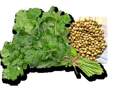 Coriandolo: buoni motivi per introdurlo nella propria Dieta