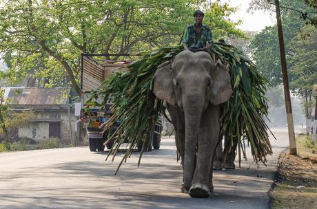 Assam : Arrivare a Kaziranga