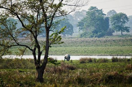 Assam : Arrivare a Kaziranga