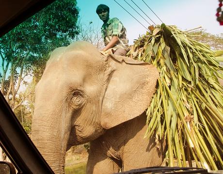 Assam : Arrivare a Kaziranga