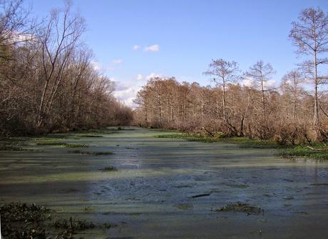 Postcards from New Orleans/4. La palude e l'alligatore