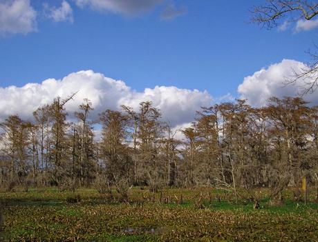 Postcards from New Orleans/4. La palude e l'alligatore