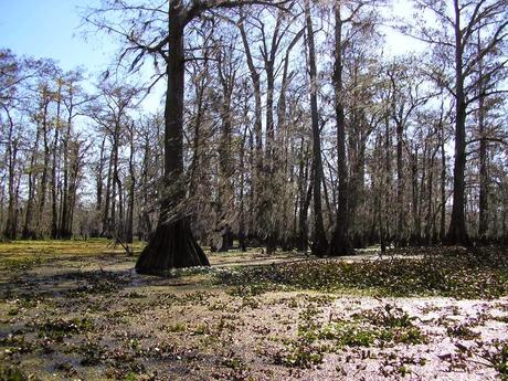 Postcards from New Orleans/4. La palude e l'alligatore