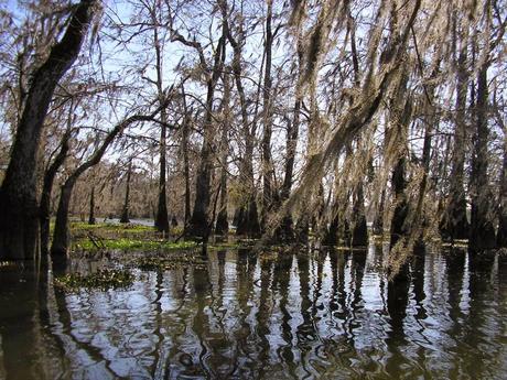 Postcards from New Orleans/4. La palude e l'alligatore