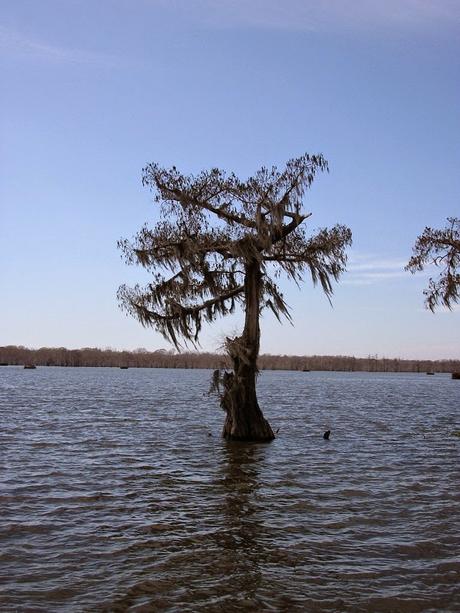 Postcards from New Orleans/4. La palude e l'alligatore