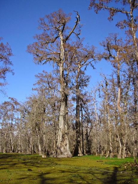 Postcards from New Orleans/4. La palude e l'alligatore