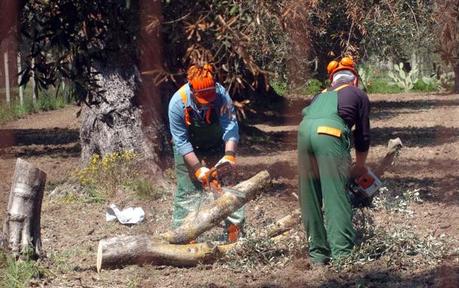 Xylella: ruspe in uliveti, ambientalisti tentano blocco