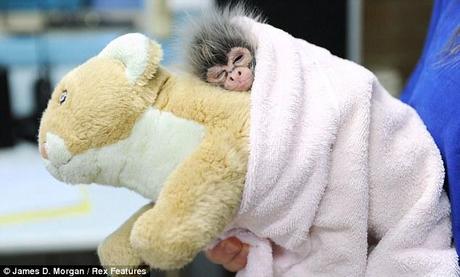 Night time: Estela takes a nap on the back of another cuddly toy