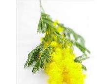Mimosa delle donne