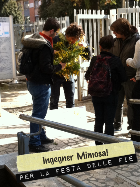 Ingegner mimosa