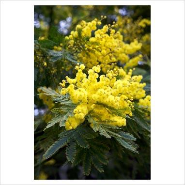 Mimosa e mimose.