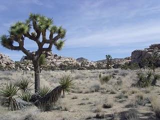 664 - Joshua Tree National Park