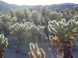 664 - Joshua Tree National Park