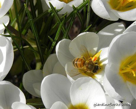 Crochi, api e un anticipo di primavera