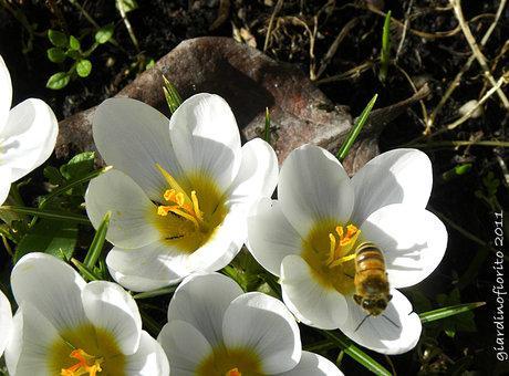 Crochi, api e un anticipo di primavera