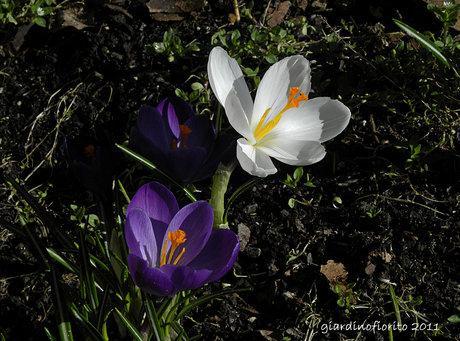 Crochi, api e un anticipo di primavera