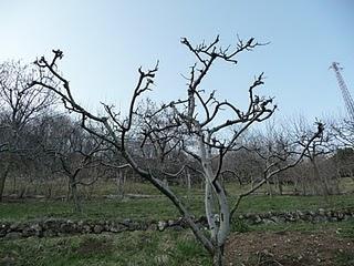 La potatura secondo Fukuoka