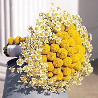 Un bouquet giallo di craspedia