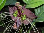 Tacca