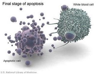 Apoptosi ( o dell'evoluzione della scrittura)