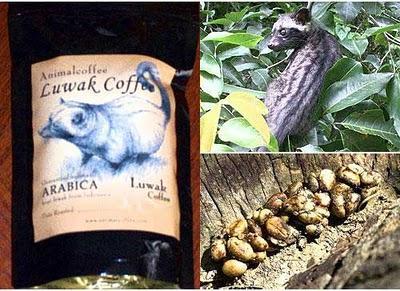 Il segreto del caffè Kopi Luwak: escrementi caffè Kopi Luwak