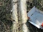 Rifiutopoli Rovacchia Rovacchiotto