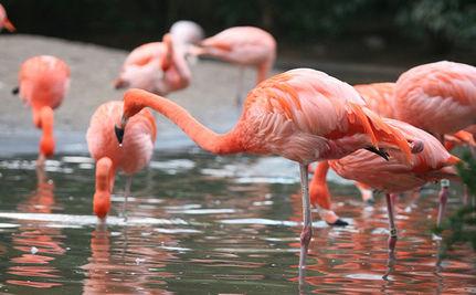 Flamingos Fall From the Sky in Siberia