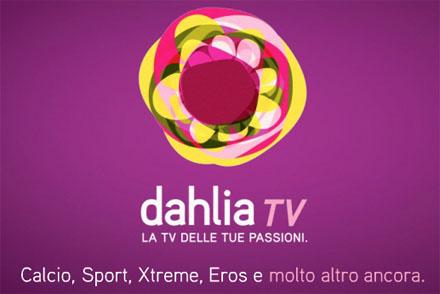 Diritti tv Dahlia non sono stati assegnati