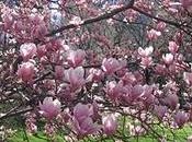 Quando fioriscono prime magnolie, significa primavera arrivata davvero.