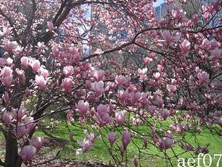 Quando fioriscono le prime magnolie, significa che la primavera è arrivata davvero.