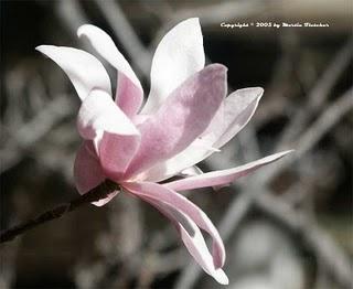 Quando fioriscono le prime magnolie, significa che la primavera è arrivata davvero.
