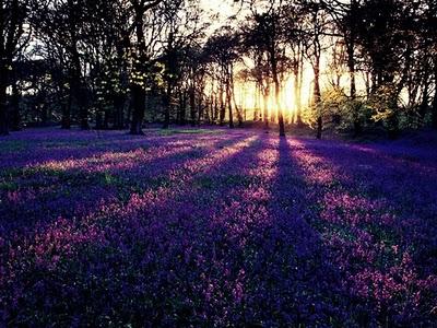 Quando il viola tende verso il blu!