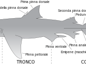 dopo l’avvistamento squalo otto metri largo Cervia, eccovi questo libro giorno: squalo. Storia, mito realtà