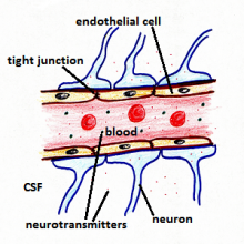 Sclerosi Multipla e disfunzione delle cellule endoteliali