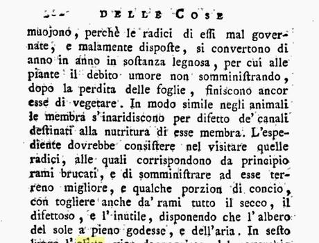 La mia opinione sulla malattia del Disseccamento e sulla Xylella