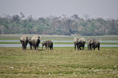 Assam: I rinoceronti di Kaziranga